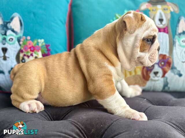 Quality British Bulldog Puppies Pedigree champion bloodlines