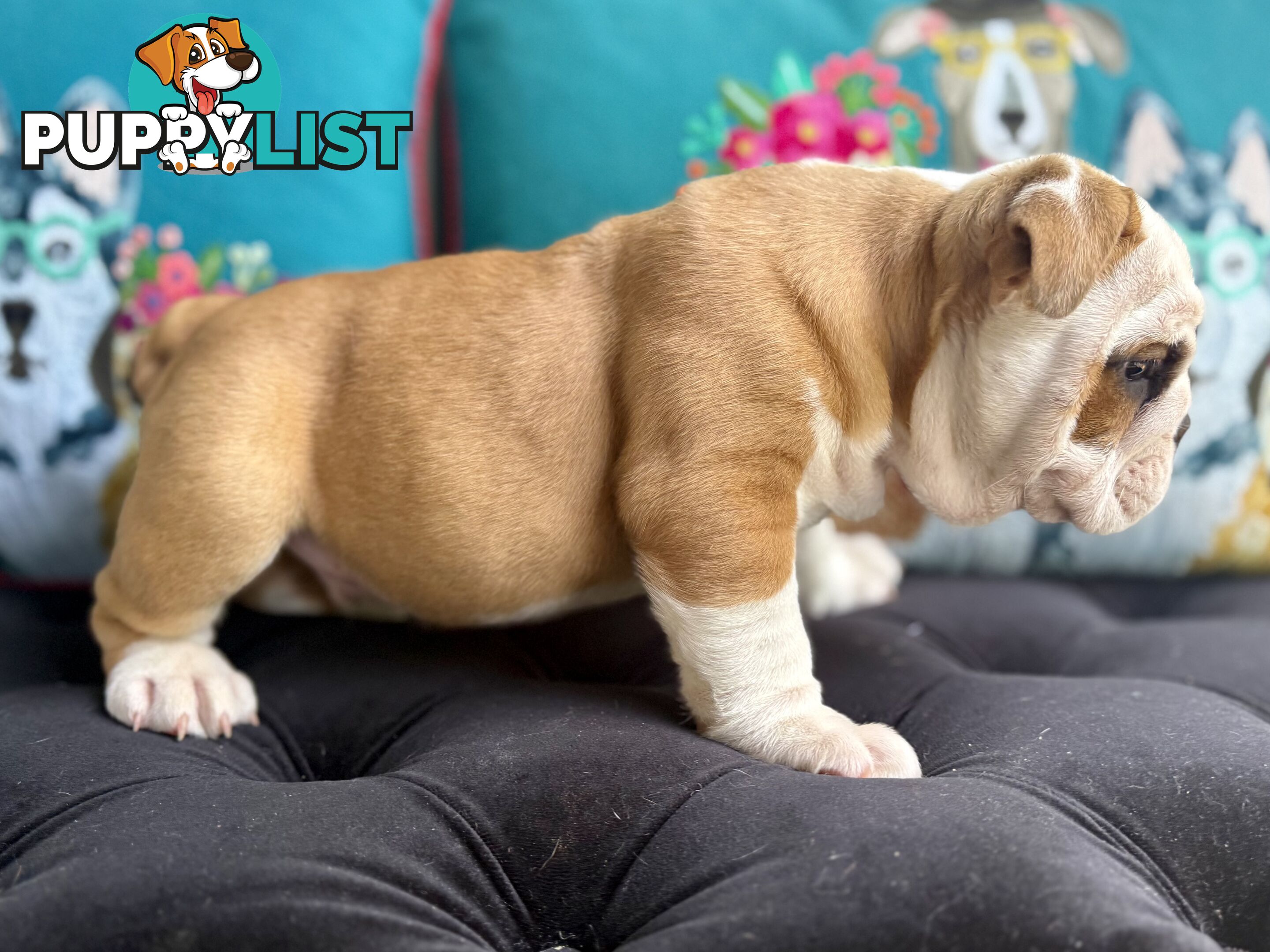 Quality British Bulldog Puppies Pedigree champion bloodlines