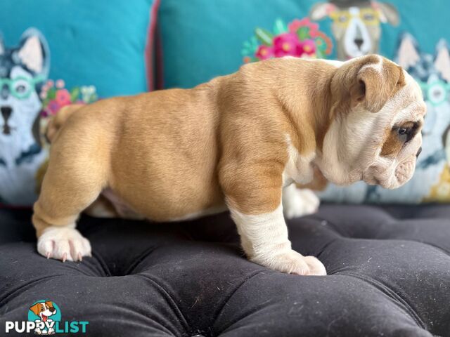 Quality British Bulldog Puppies Pedigree champion bloodlines