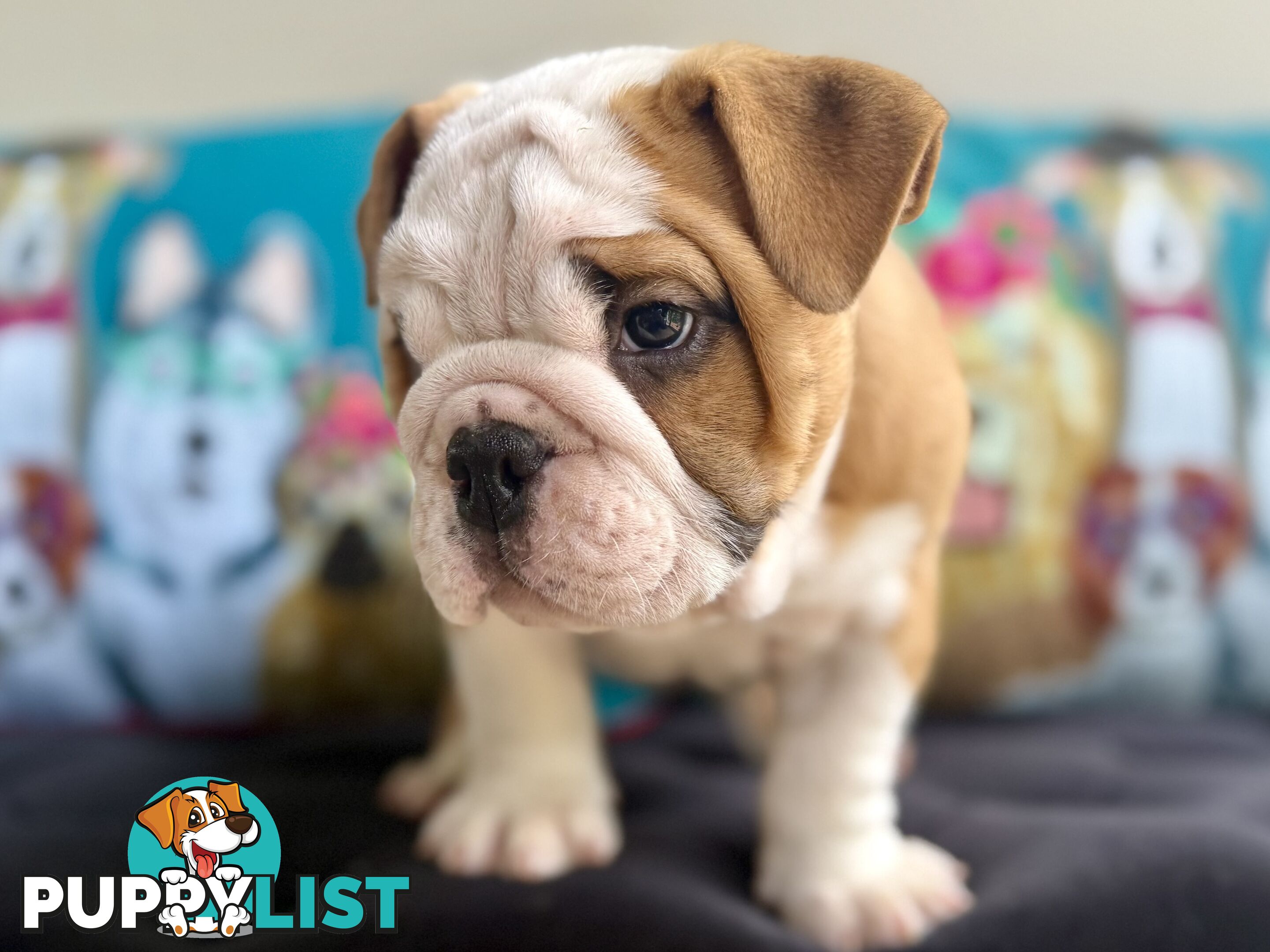 Quality British Bulldog Puppies Pedigree champion bloodlines