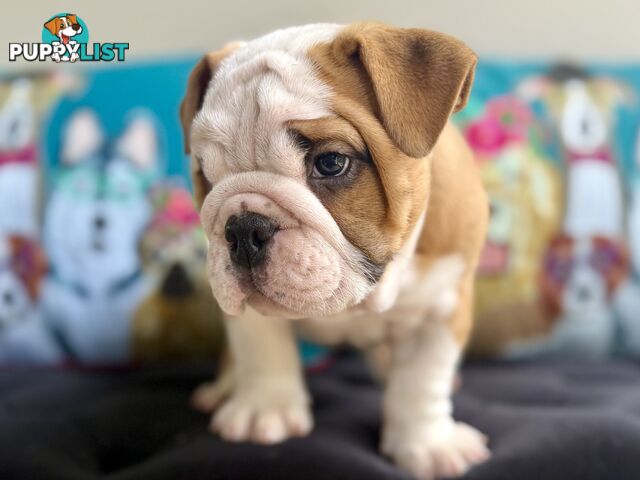 Quality British Bulldog Puppies Pedigree champion bloodlines