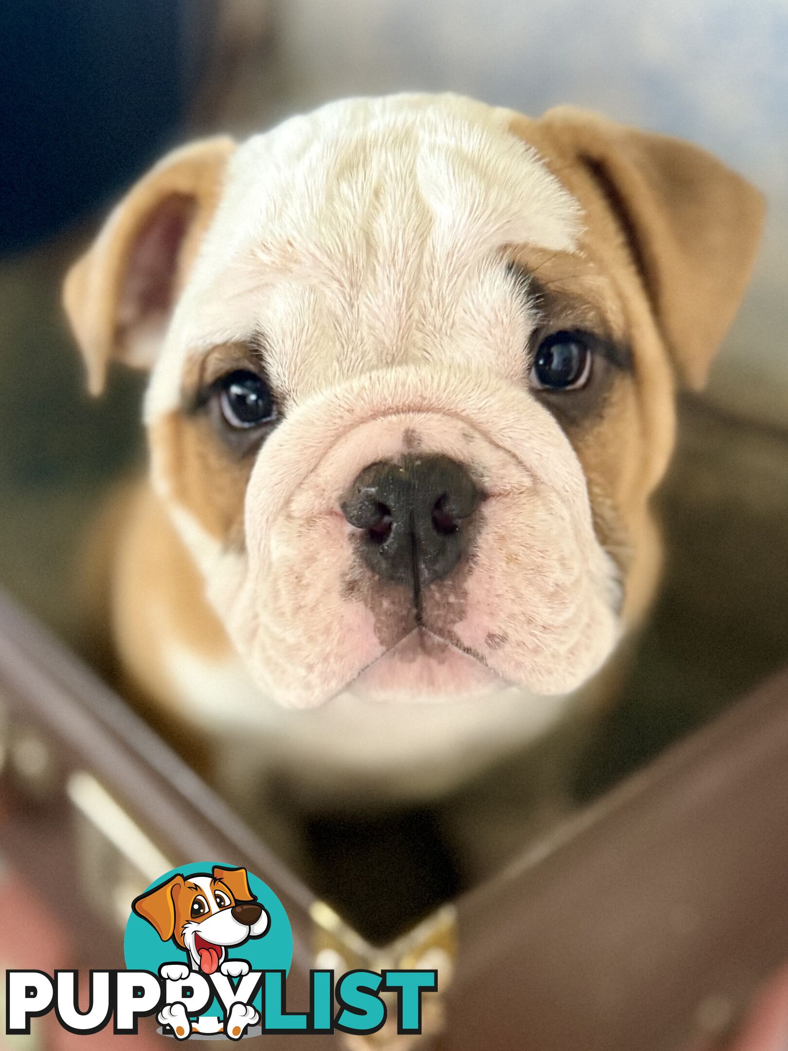 Quality British Bulldog Puppies Pedigree champion bloodlines