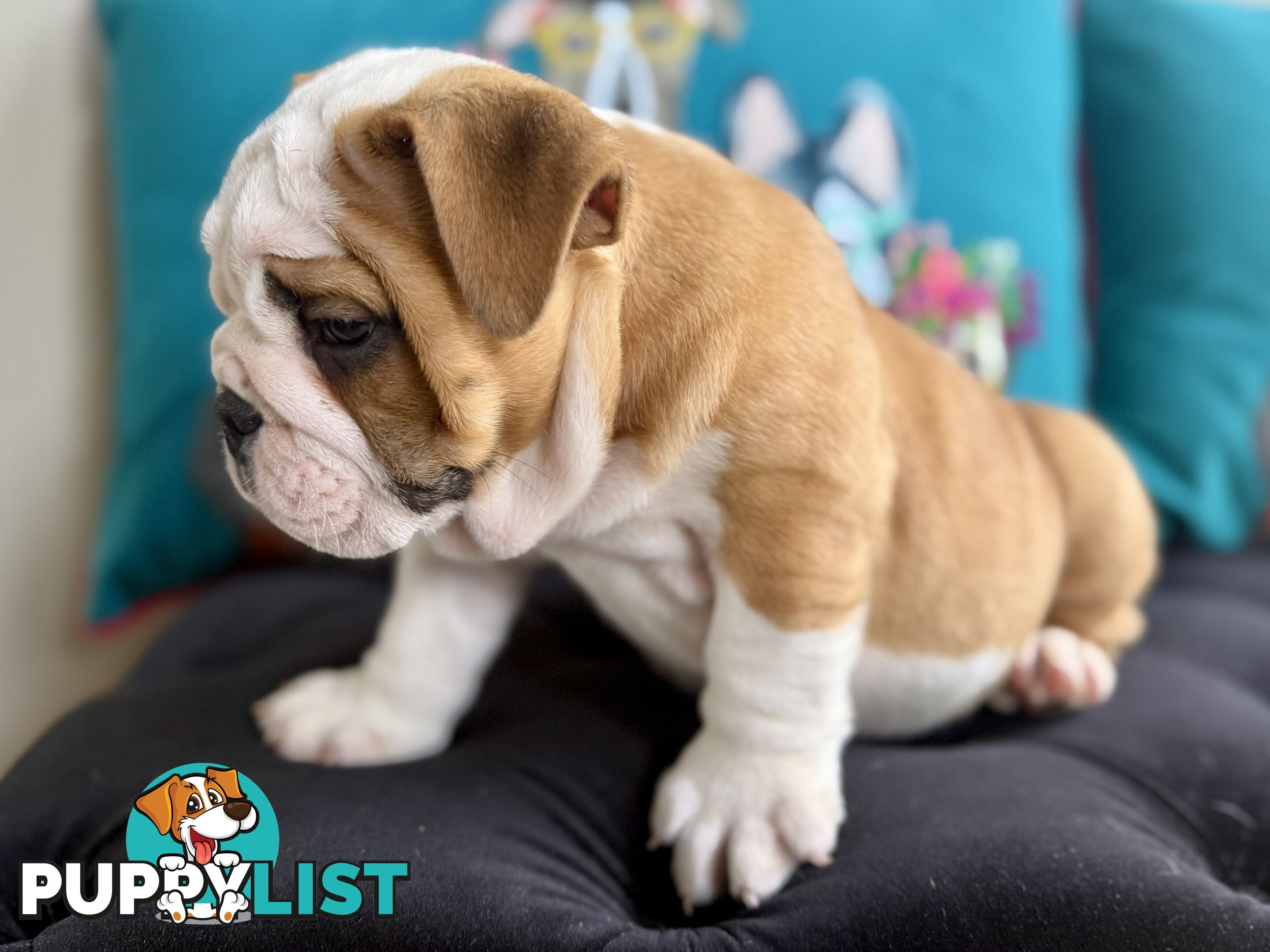 Quality British Bulldog Puppies Pedigree champion bloodlines