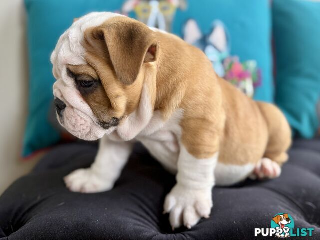 Quality British Bulldog Puppies Pedigree champion bloodlines