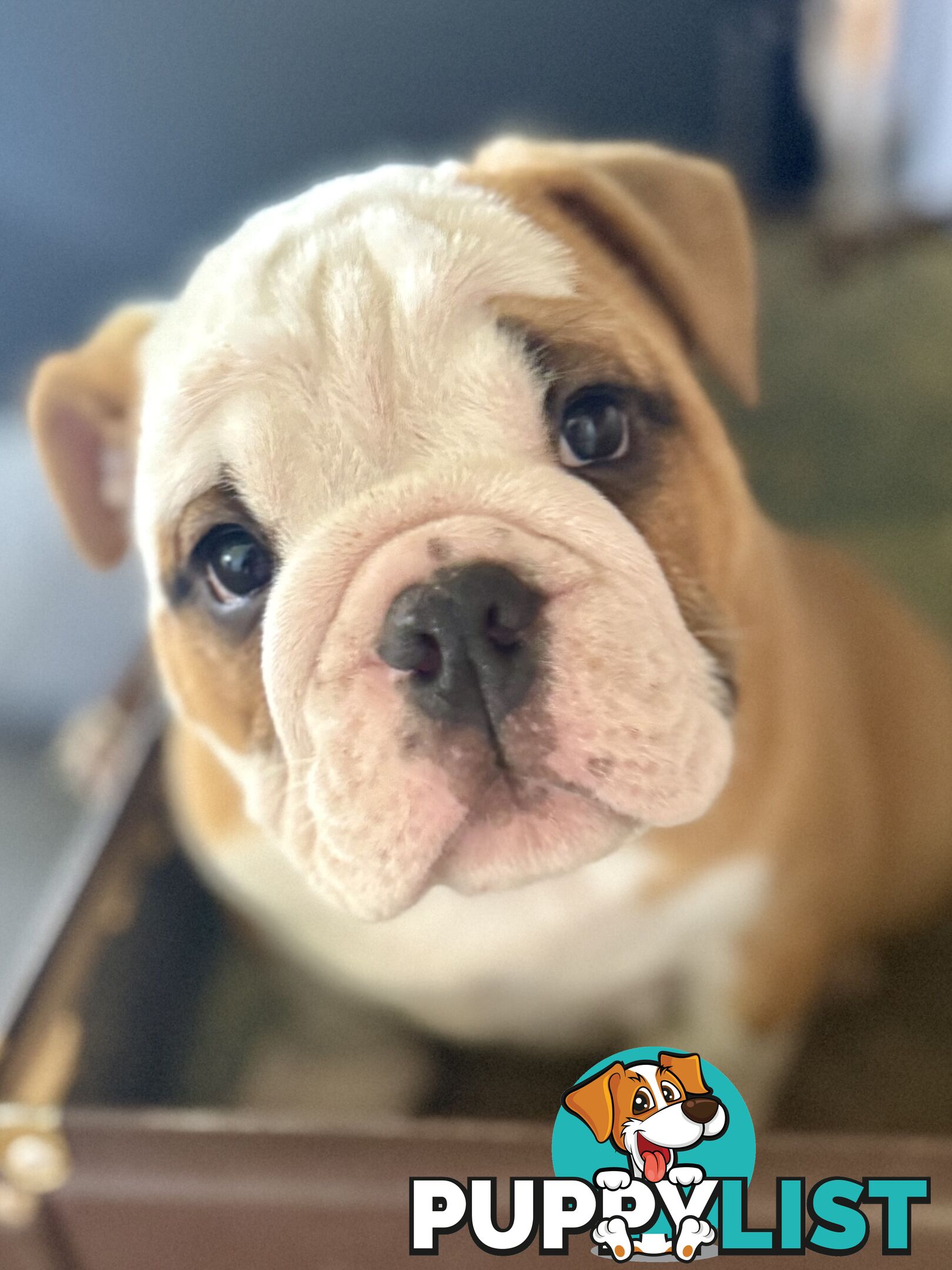 Quality British Bulldog Puppies Pedigree champion bloodlines