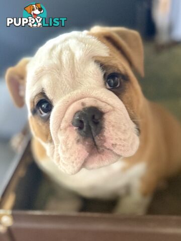 Quality British Bulldog Puppies Pedigree champion bloodlines