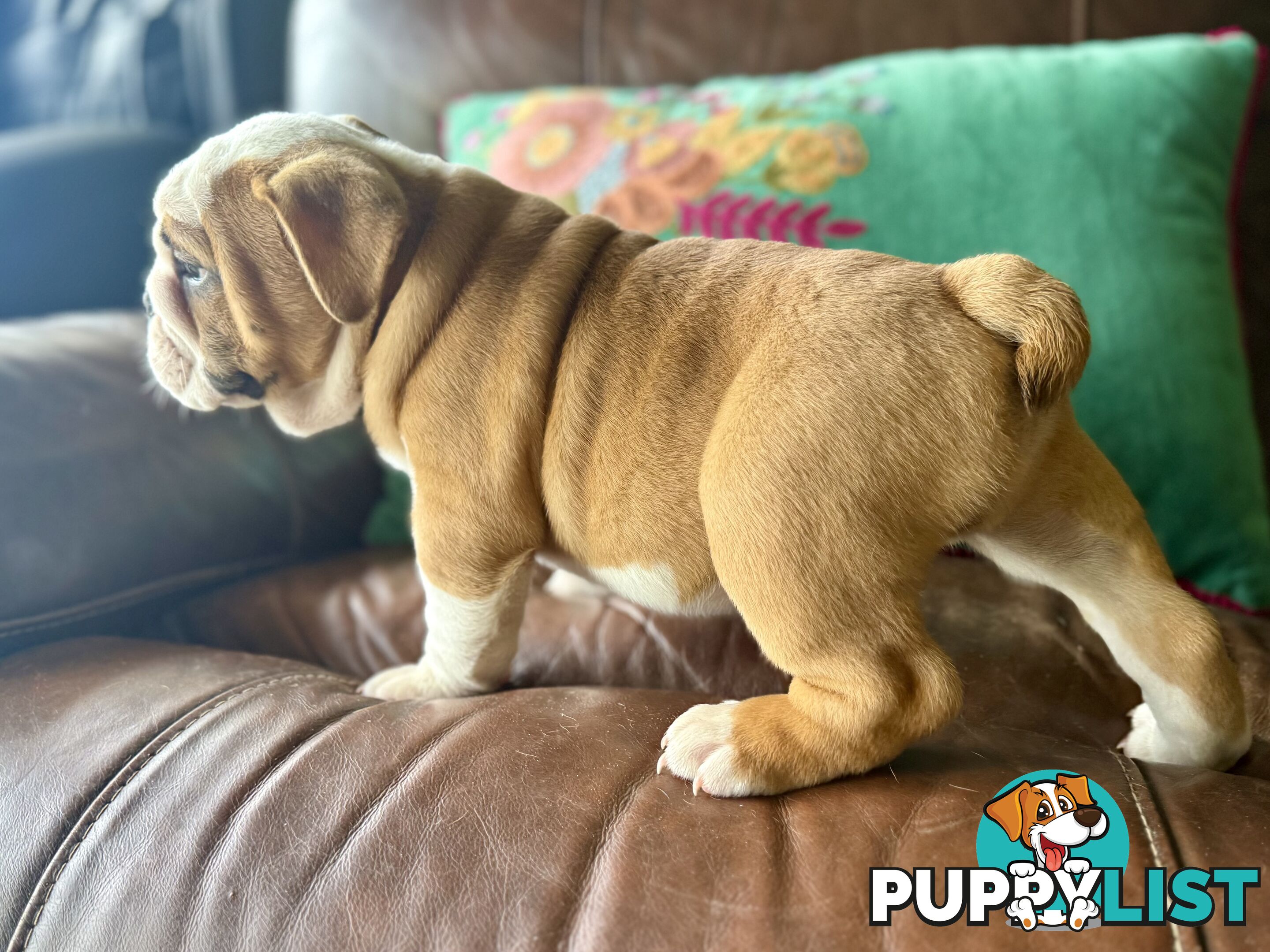 Quality British Bulldog Puppies Pedigree champion bloodlines