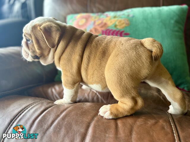 Quality British Bulldog Puppies Pedigree champion bloodlines