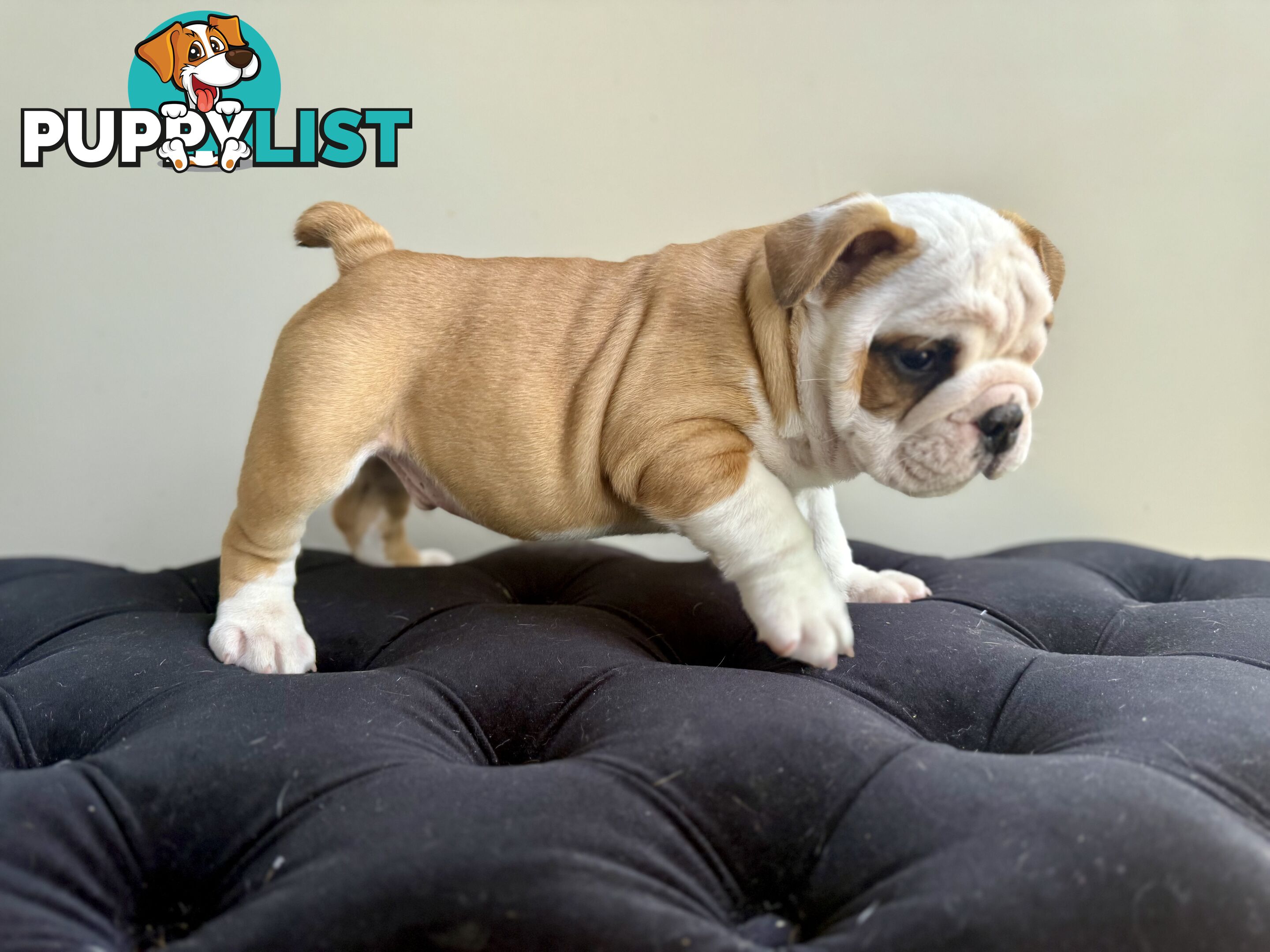 Quality British Bulldog Puppies Pedigree champion bloodlines