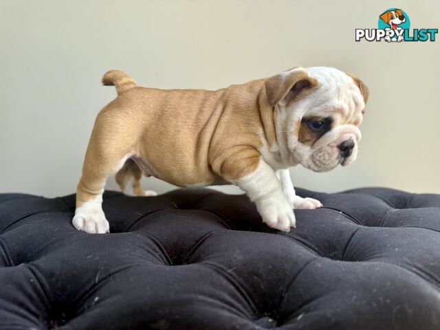 Quality British Bulldog Puppies Pedigree champion bloodlines