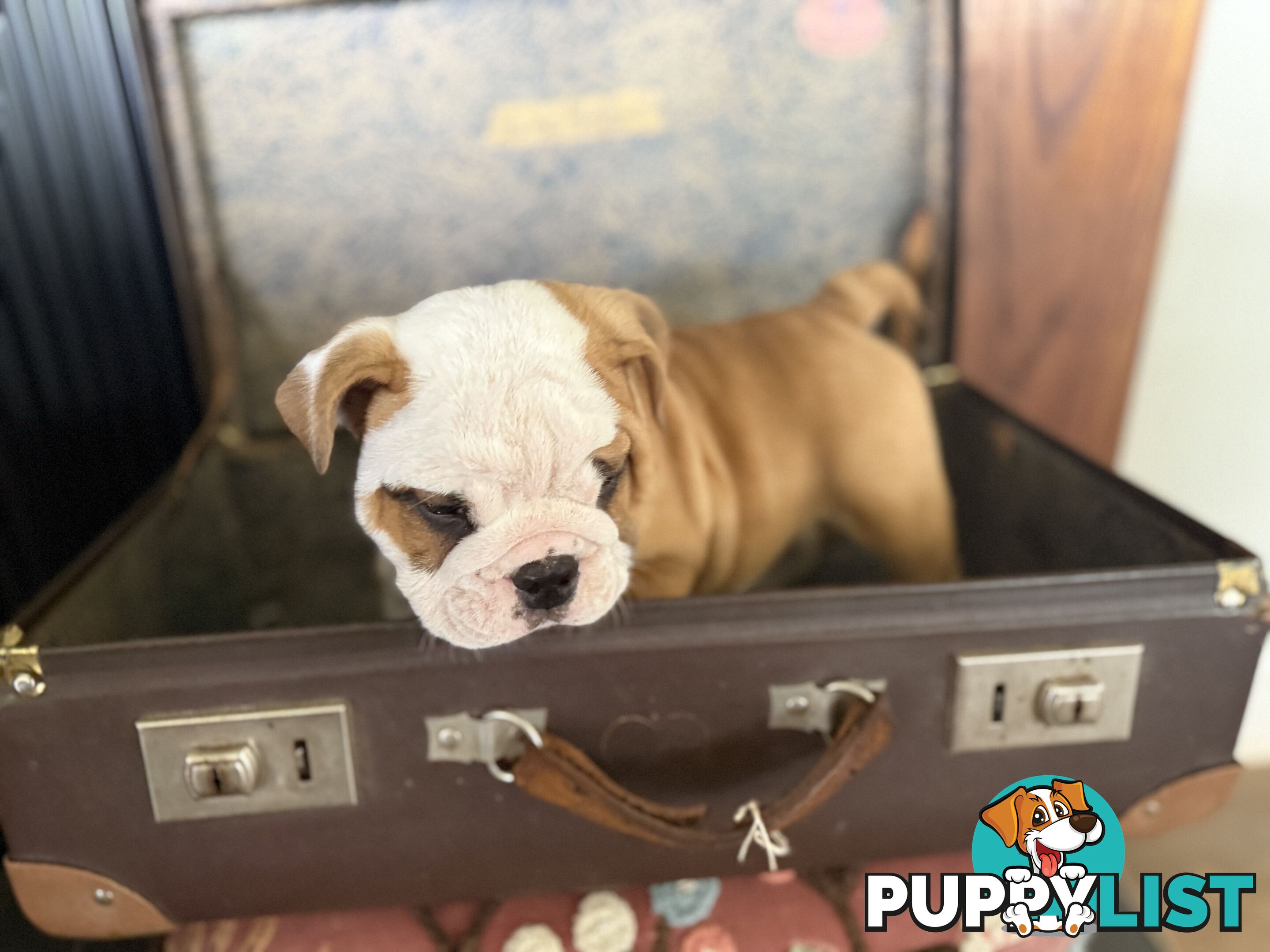 Quality British Bulldog Puppies Pedigree champion bloodlines