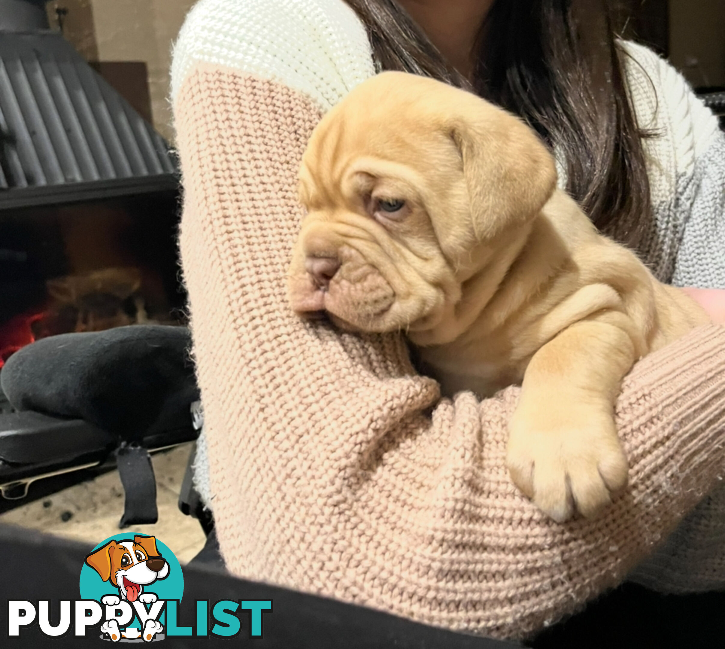 Isabella Dogue De Bordeaux female pup - ready now