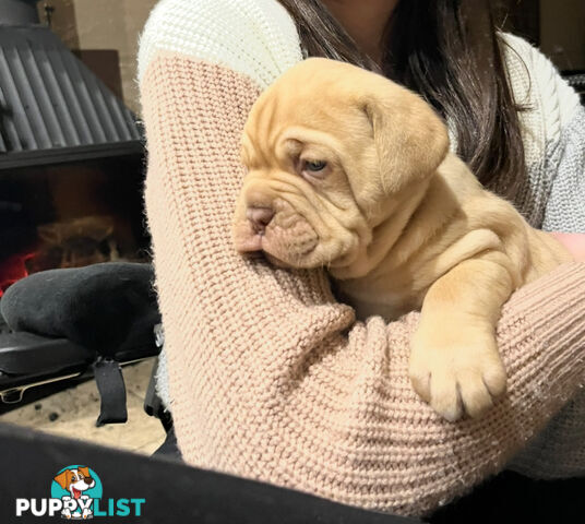 Isabella Dogue De Bordeaux female pup - ready now