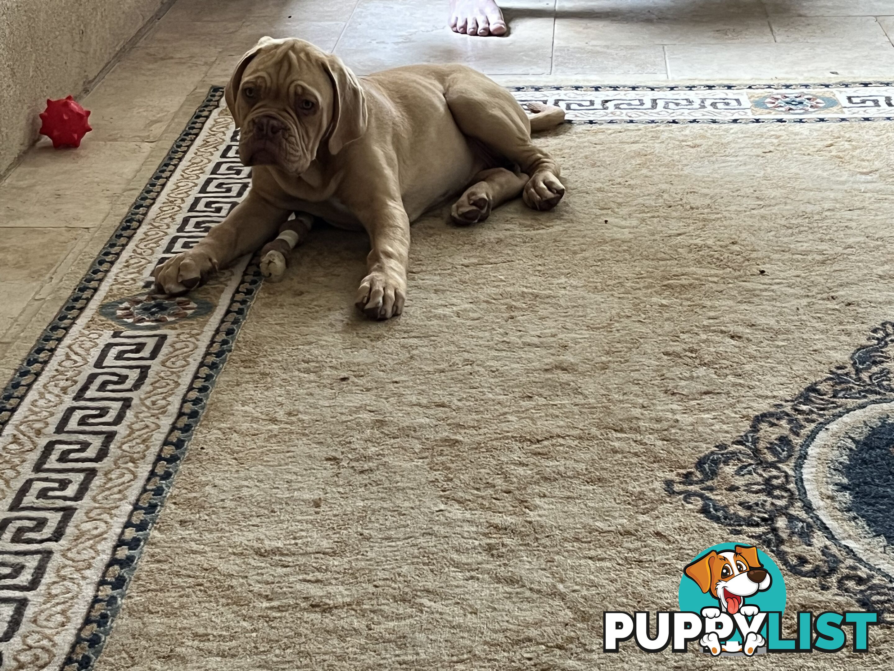 Isabella Dogue De Bordeaux female pup - ready now