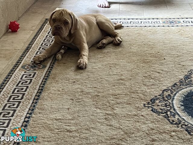 Isabella Dogue De Bordeaux female pup - ready now