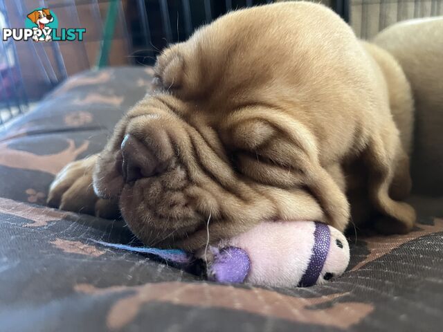 Isabella Dogue De Bordeaux female pup - ready now