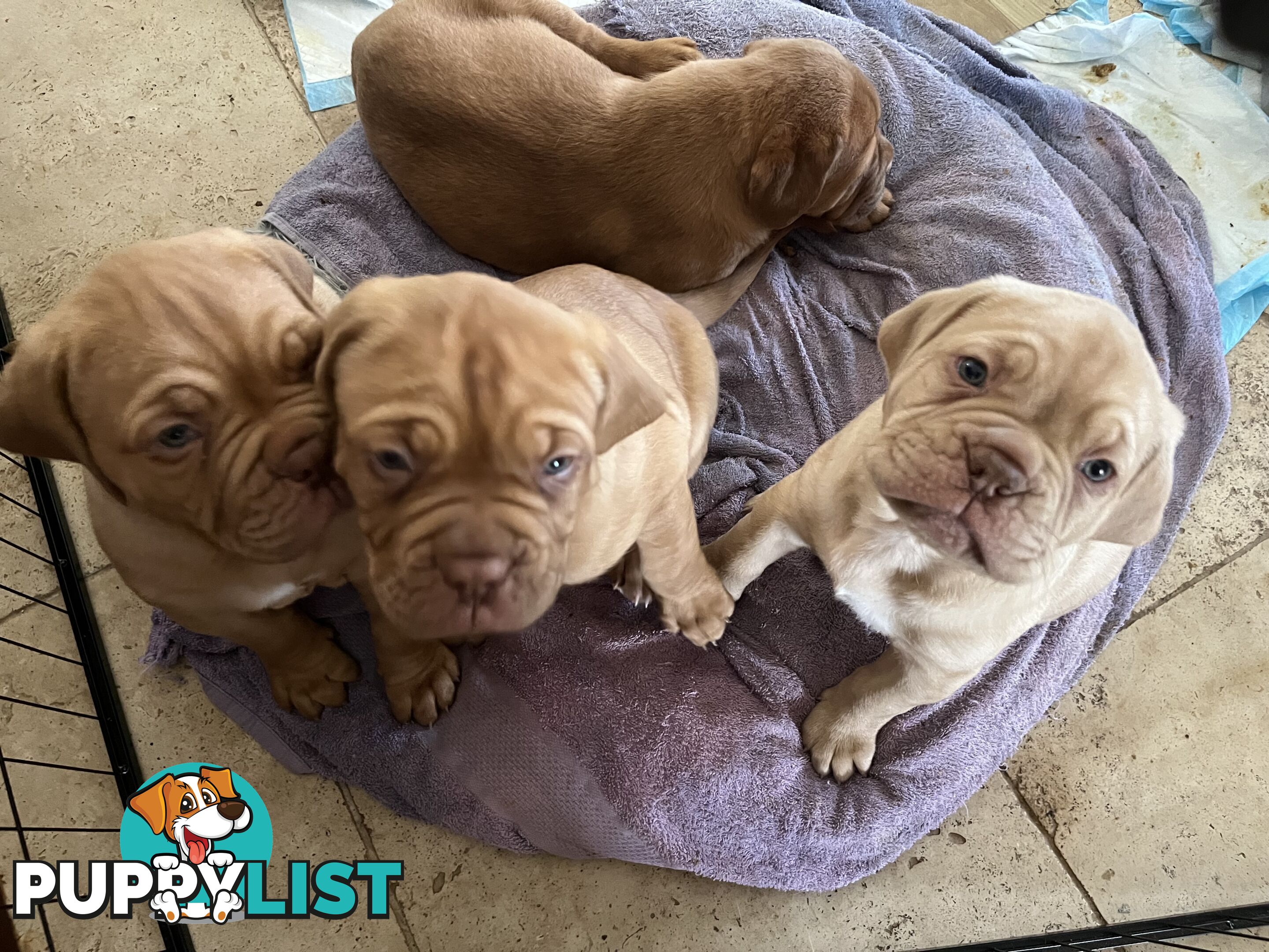 Isabella Dogue De Bordeaux female pup - ready now