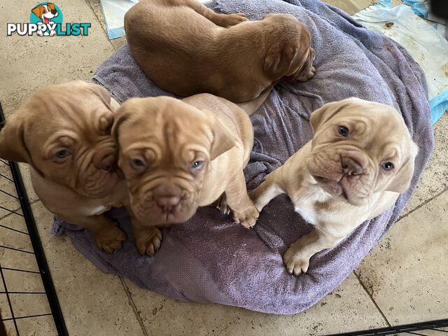 Isabella Dogue De Bordeaux female pup - ready now