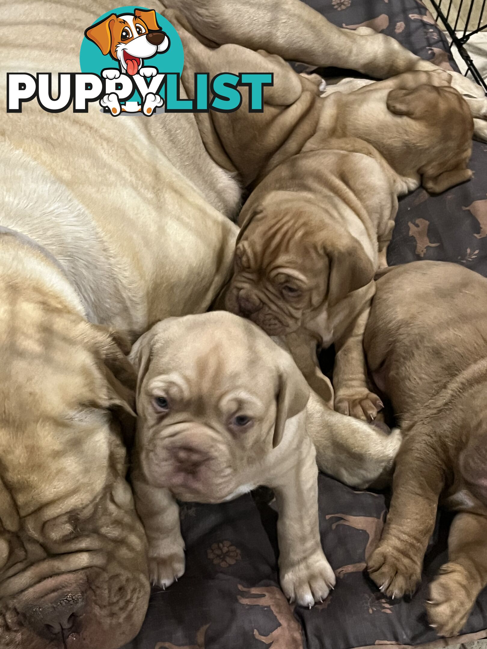 Isabella Dogue De Bordeaux female pup - ready now