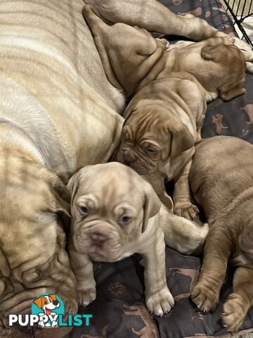 Isabella Dogue De Bordeaux female pup - ready now