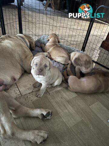 Isabella Dogue De Bordeaux female pup - ready now