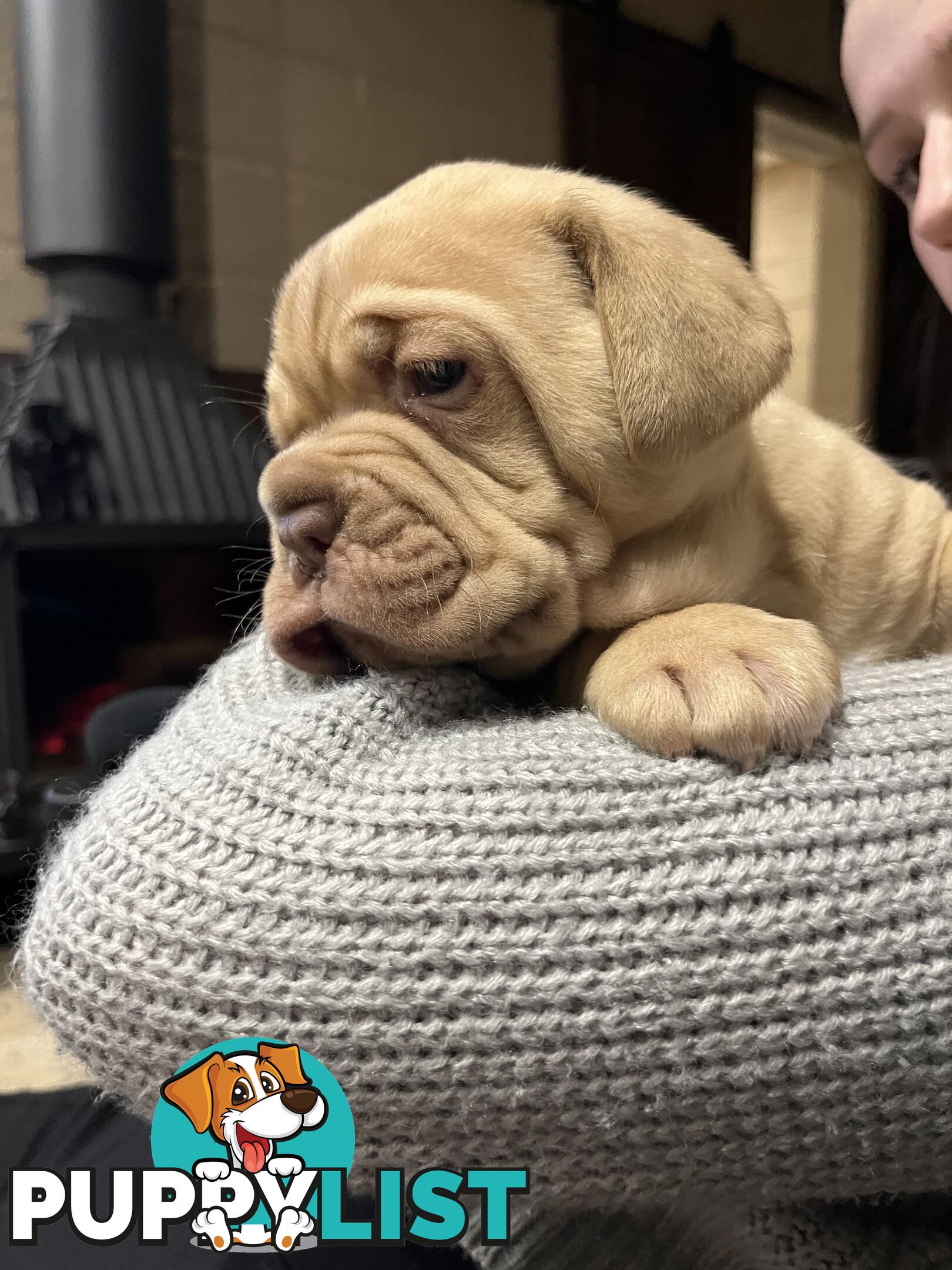 Isabella Dogue De Bordeaux female pup - ready now