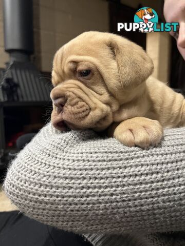 Isabella Dogue De Bordeaux female pup - ready now