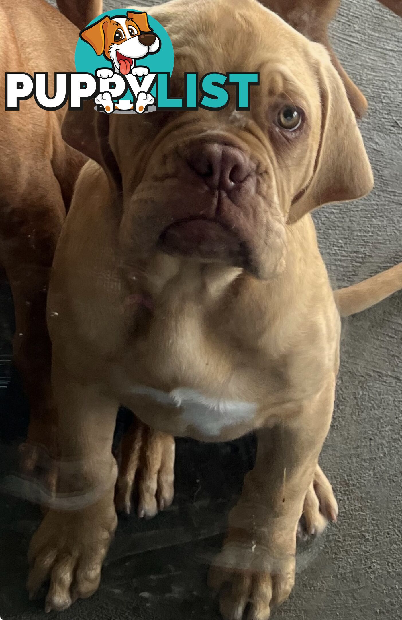 Isabella Dogue De Bordeaux female pup - ready now