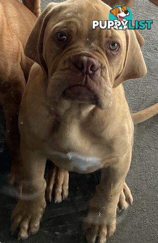 Isabella Dogue De Bordeaux female pup - ready now