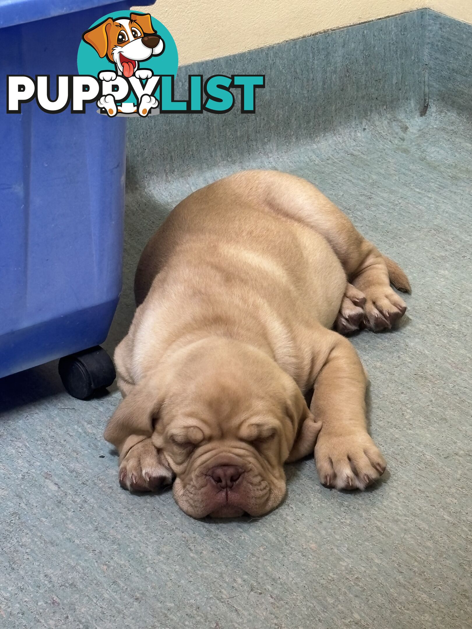 Isabella Dogue De Bordeaux female pup - ready now