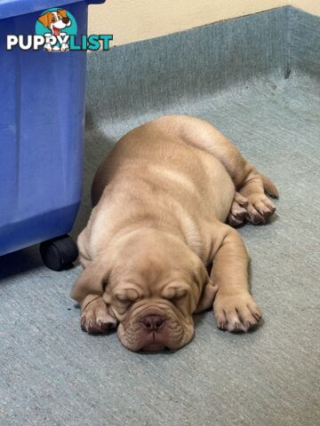 Isabella Dogue De Bordeaux female pup - ready now