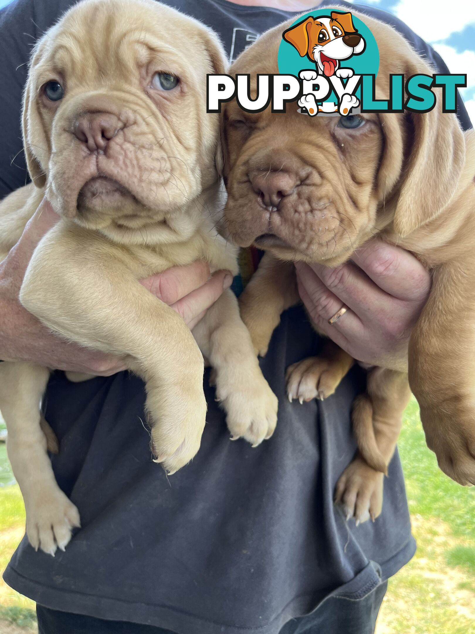 Isabella Dogue De Bordeaux female pup - ready now