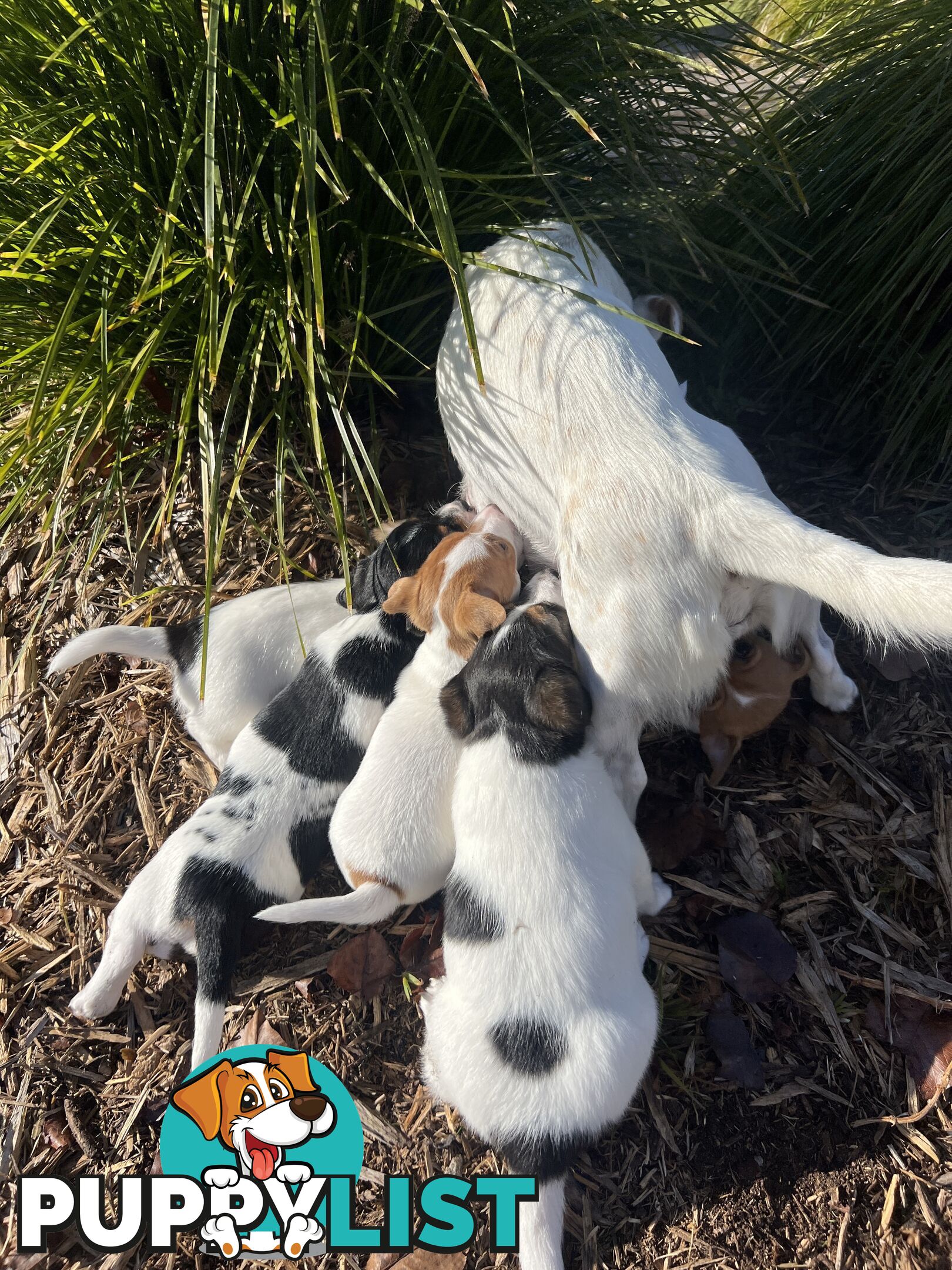 Jack Russell terrier