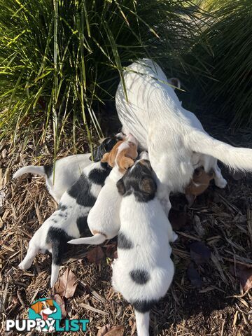 Jack Russell terrier