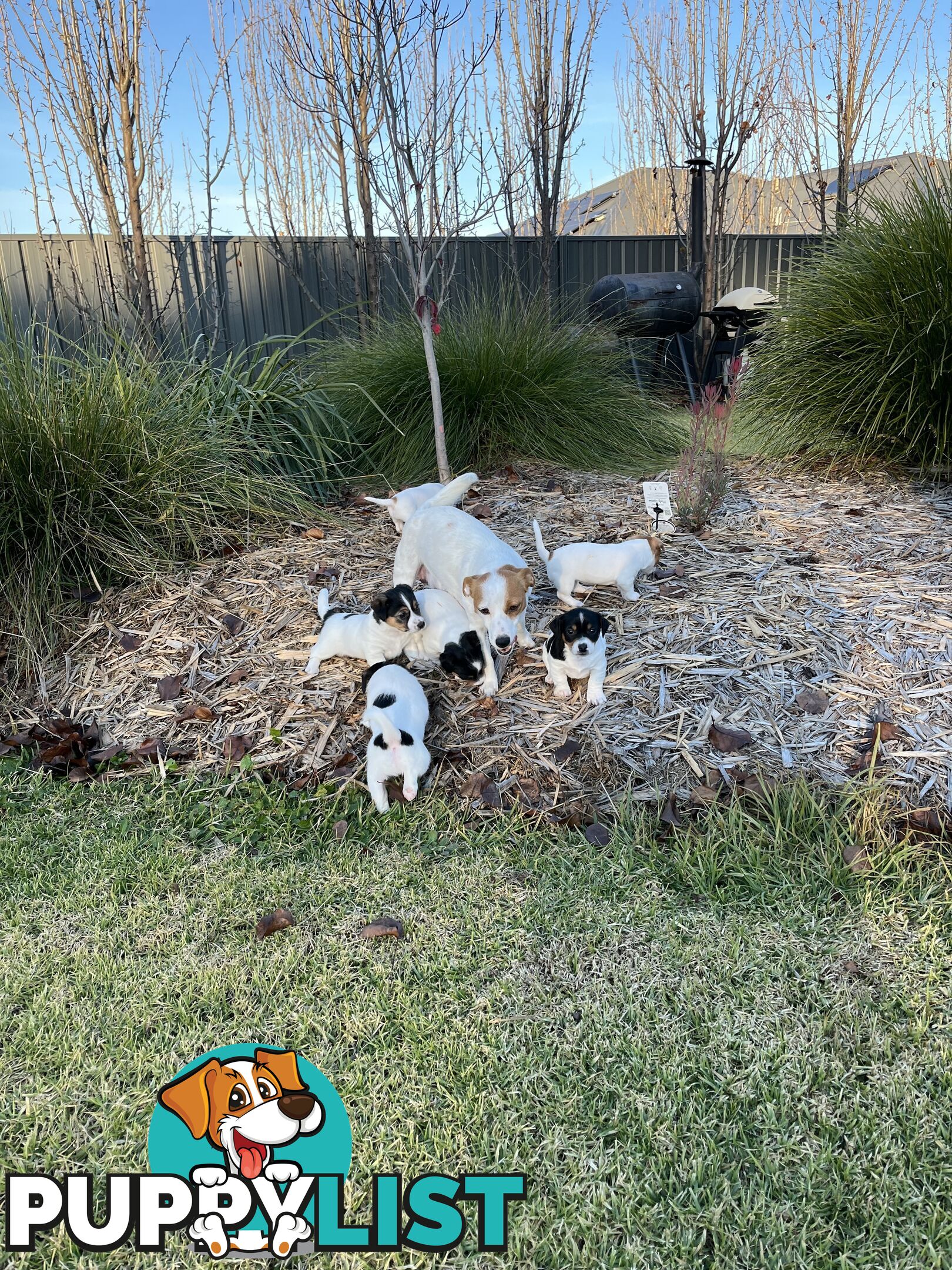 Jack Russell terrier