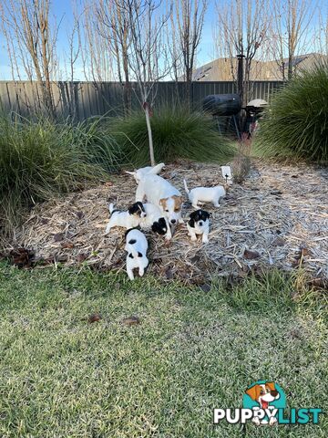 Jack Russell terrier