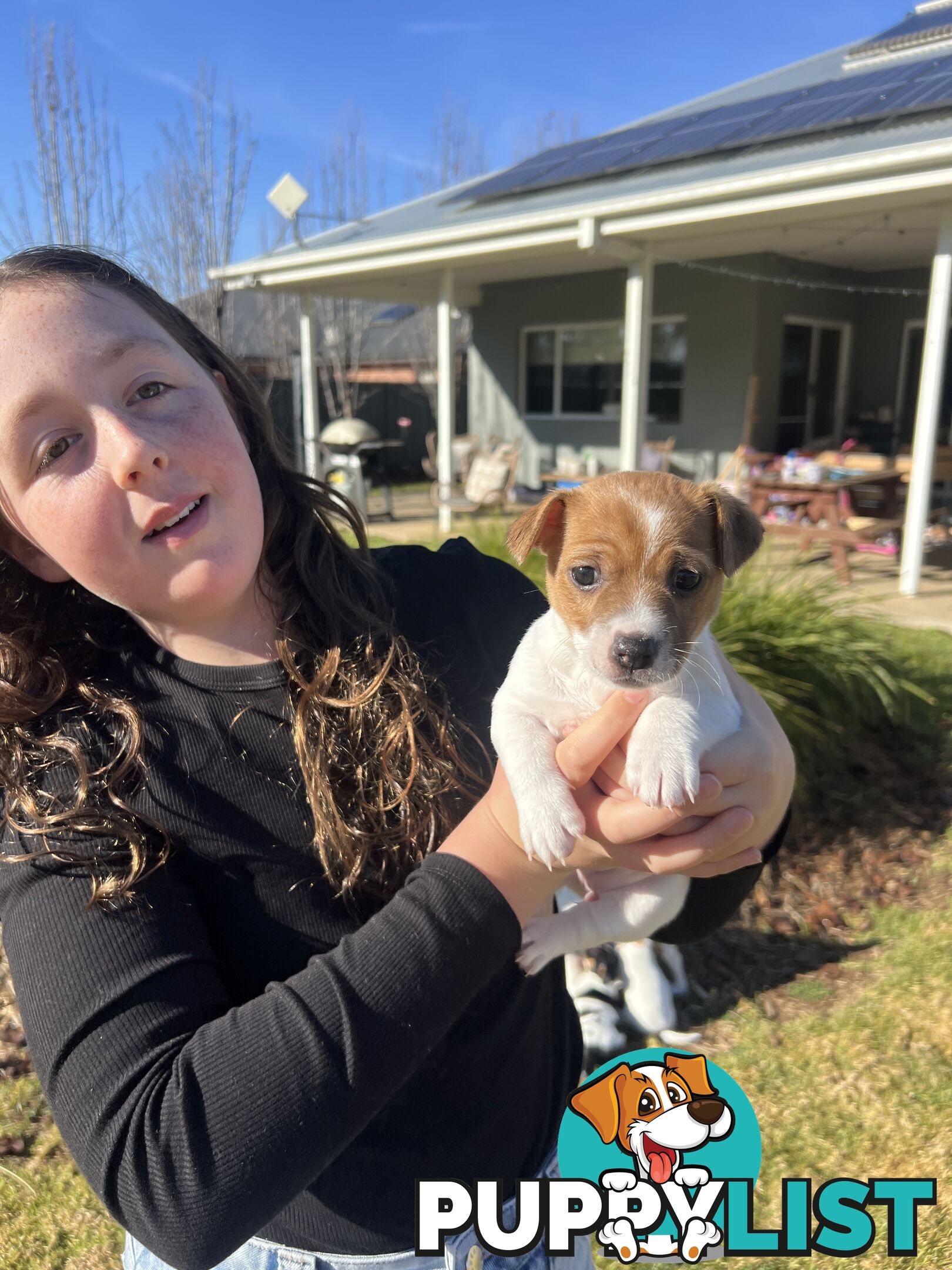 Jack Russell terrier