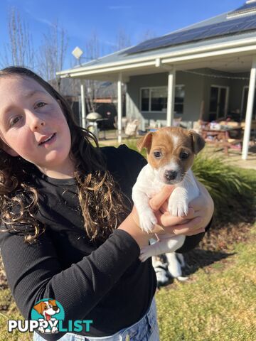 Jack Russell terrier