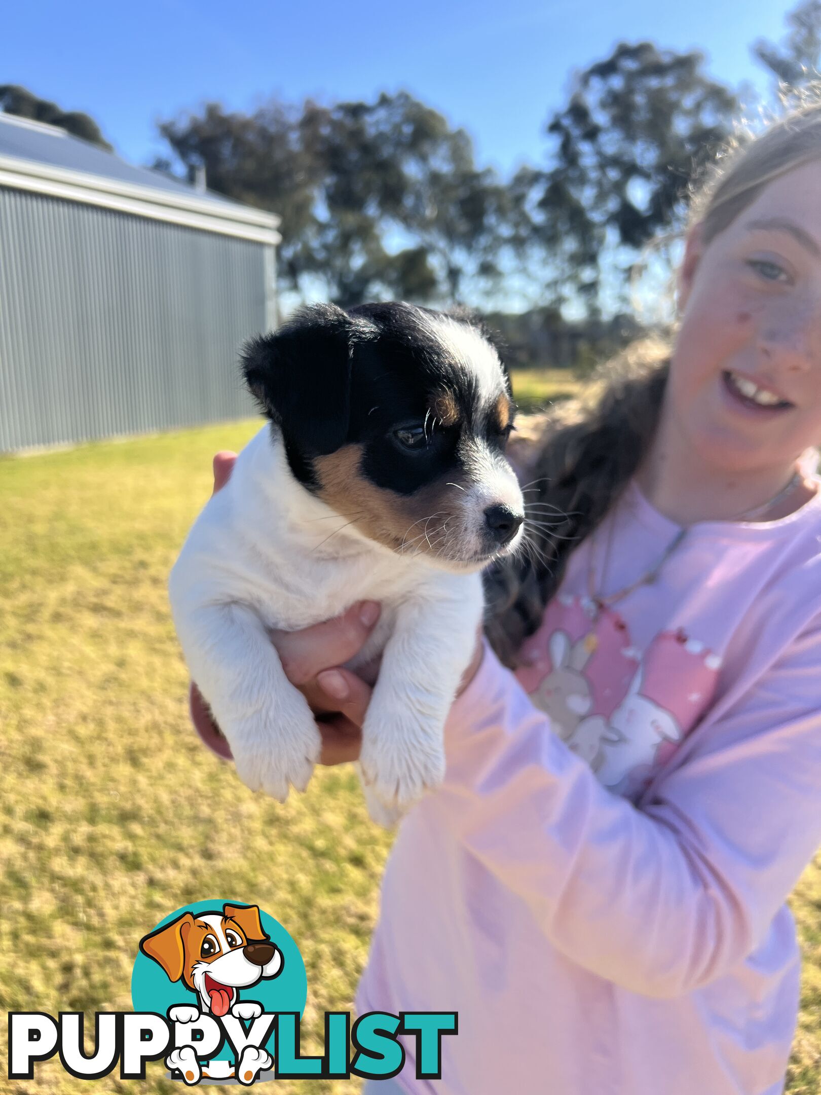 Jack Russell terrier