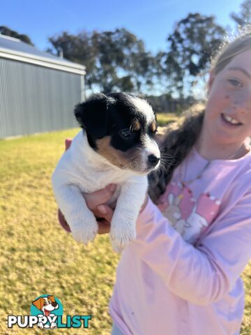Jack Russell terrier
