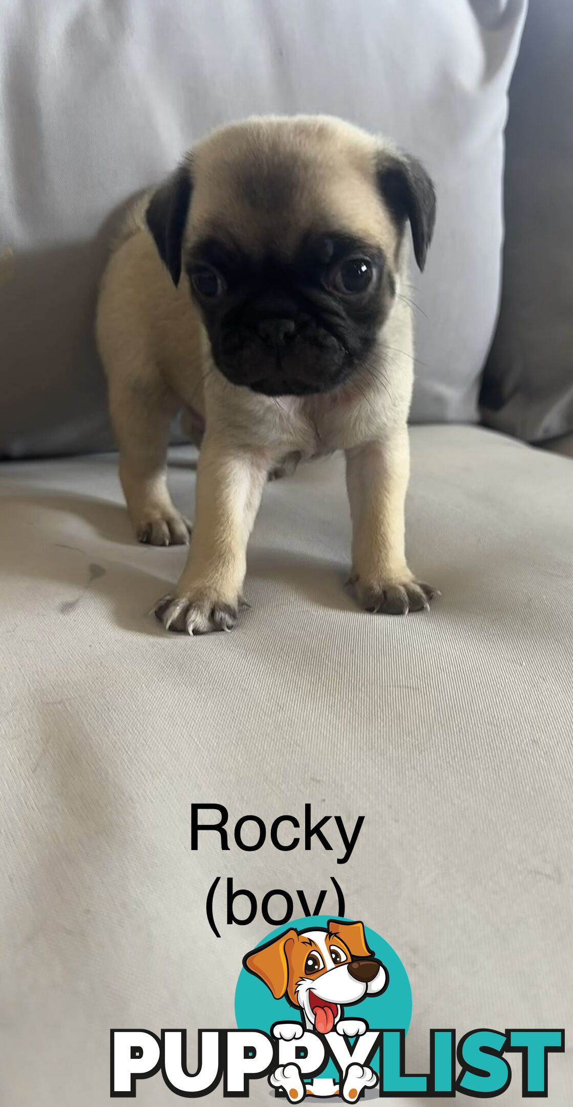Purebred Pug Puppies