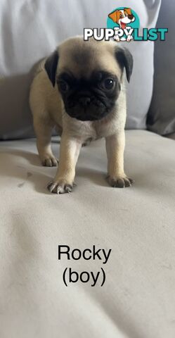 Purebred Pug Puppies