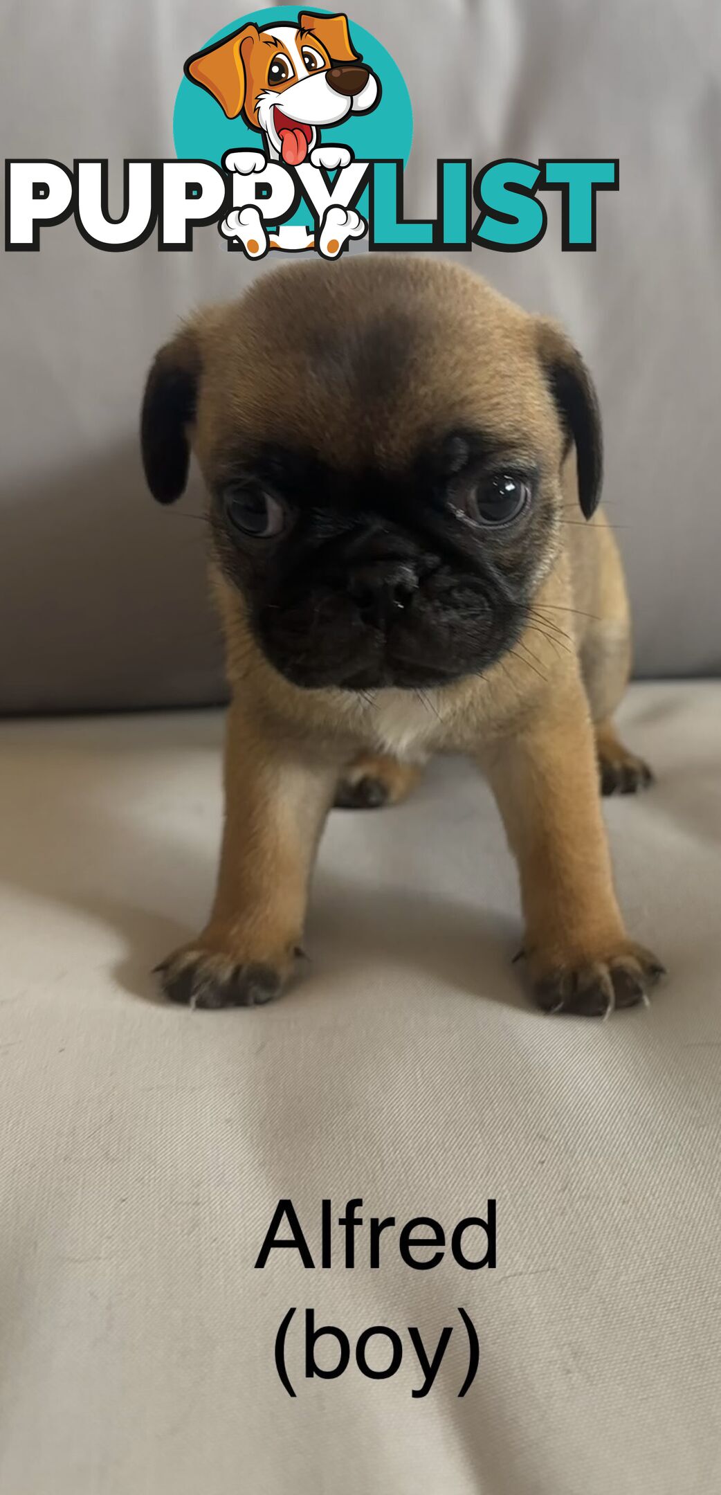 Purebred Pug Puppies