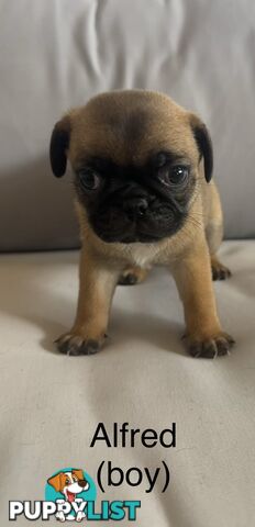 Purebred Pug Puppies