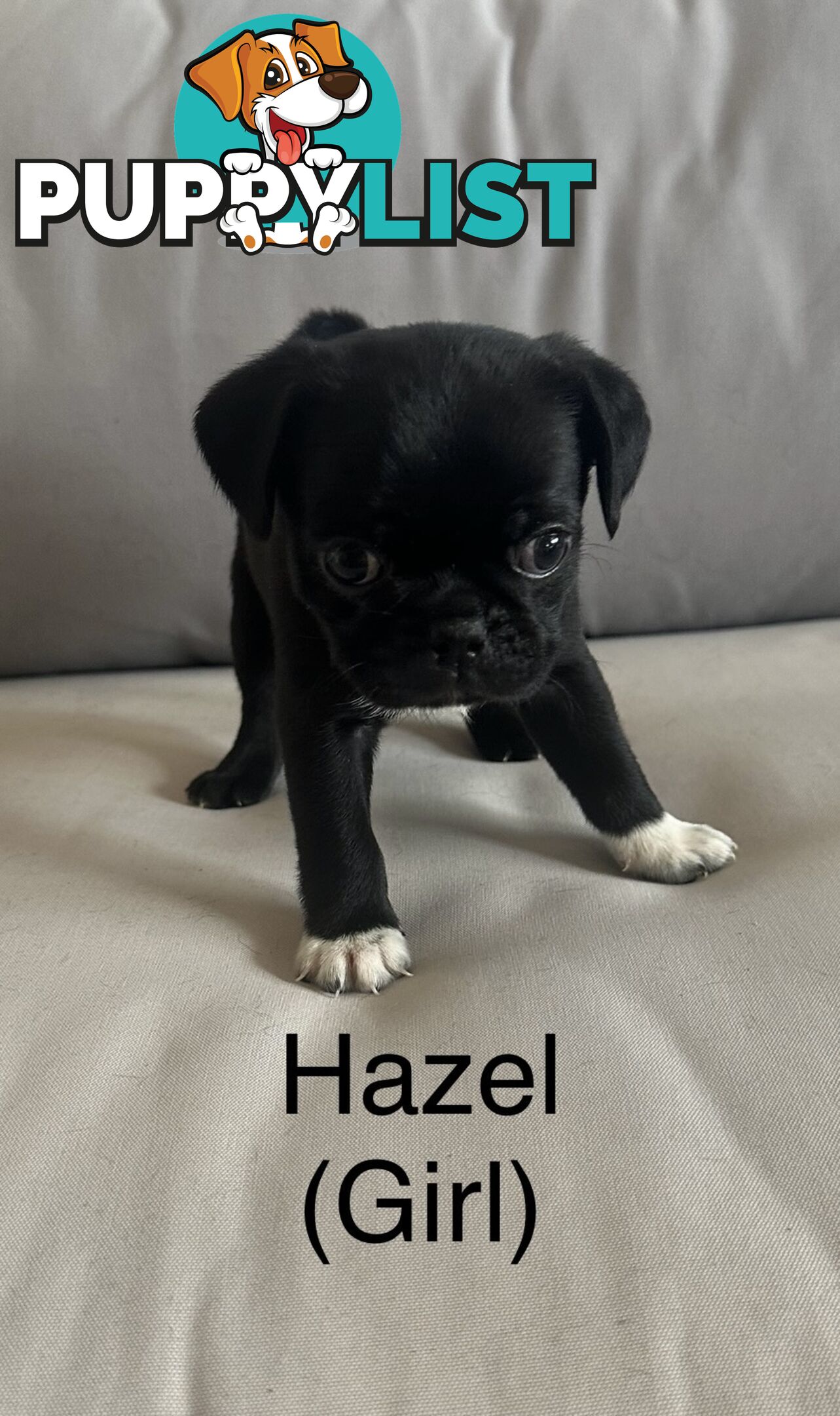 Purebred Pug Puppies