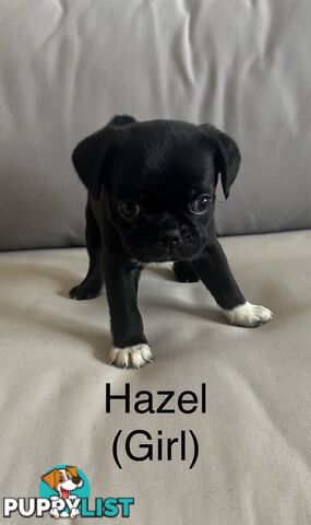 Purebred Pug Puppies