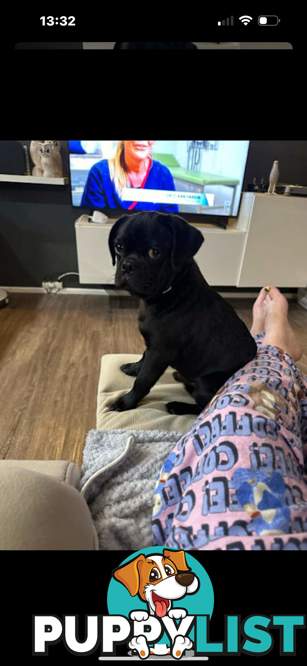 Purebred Pug Puppies