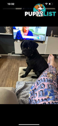 Purebred Pug Puppies