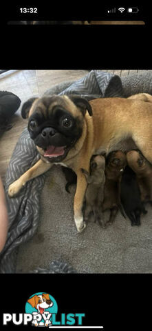 Purebred Pug Puppies