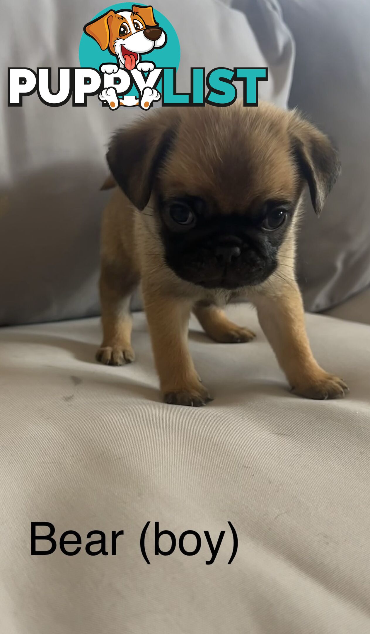 Purebred Pug Puppies